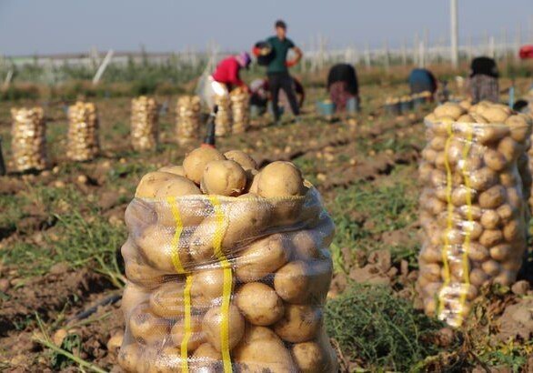 Азербайджан начал экспорт раннего картофеля в зарубежные страны