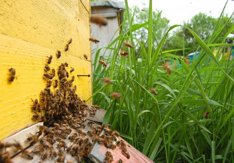 Как повлияла пандемия на пчеловодческие хозяйства в Азербайджане?