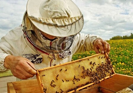 Пчеловодство: плюсы и минусы карантина