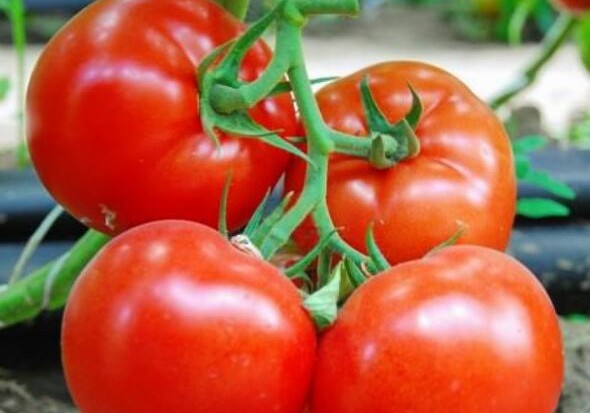 Азербайджанский махитос едет в Россию: COVID-19 не помешал сбору урожая томатов (Видео)