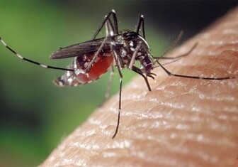 В Турции обнаружили опасный вид комаров