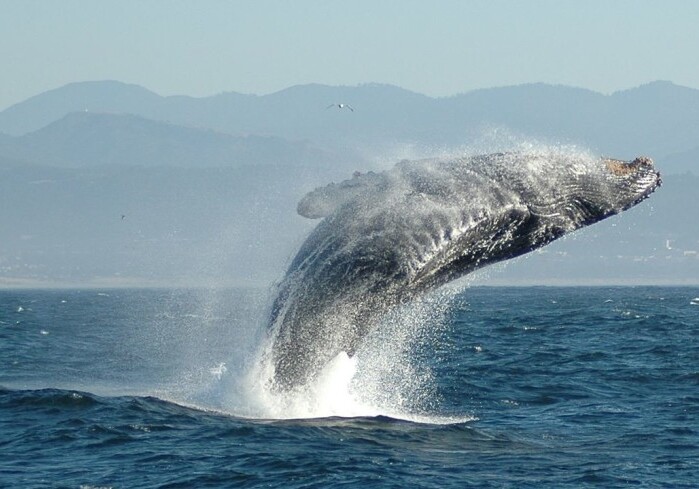 Песни китов помогут ученым исследовать океаническую кору