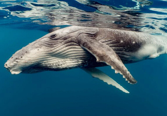 У китов нашли генетическую «защиту» от рака