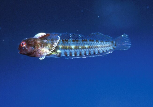 Ученые назвали новый вид рыбы в честь пандемии