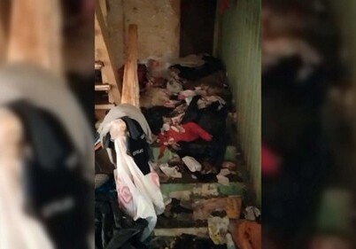 Откликалась на «кис-кис»: в Подмосковье обнаружили девочку-маугли, которая проживала с 19 кошками