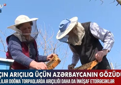 Лачынцы будут заниматься пчеловодством на родных землях (Видео)