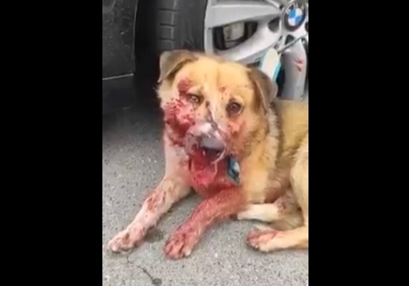 «Что вы делаете, она же хочет жить!»: В Бакинском аэропорту жестоко расстреляли собаку (Видео)