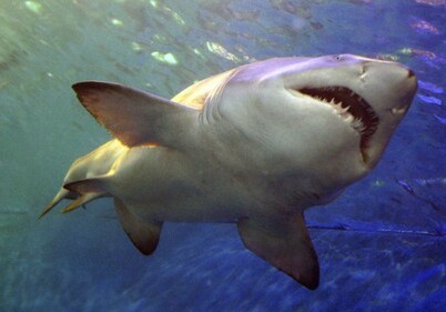 Акулы используют магнитное поле Земли как GPS – Ученые