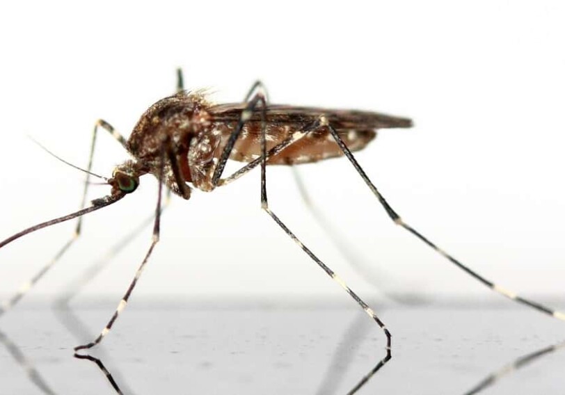 Эффективность на 95%: создана новая «защита» от комаров