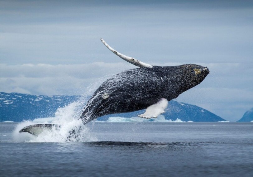 Природный механизм защиты от рака нашли в ДНК гренландских китов