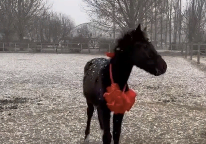 Китай впервые клонировал коня для скачек (Видео)