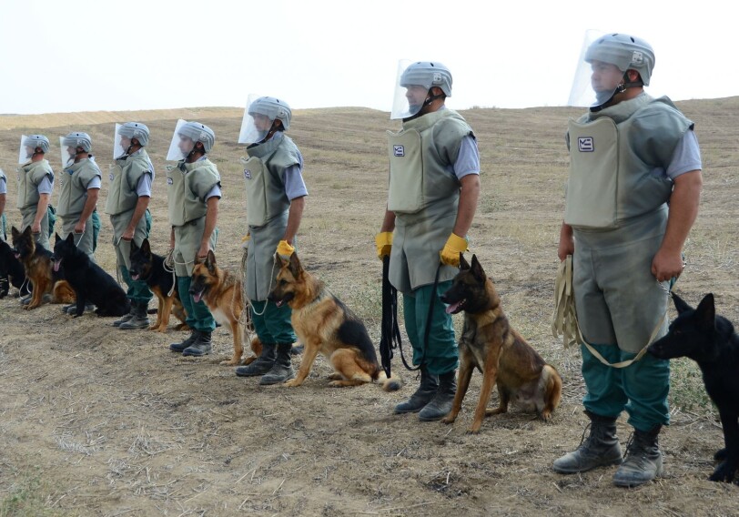 В операциях по разминированию в Карабахе задействуют еще 5 специально обученных собак