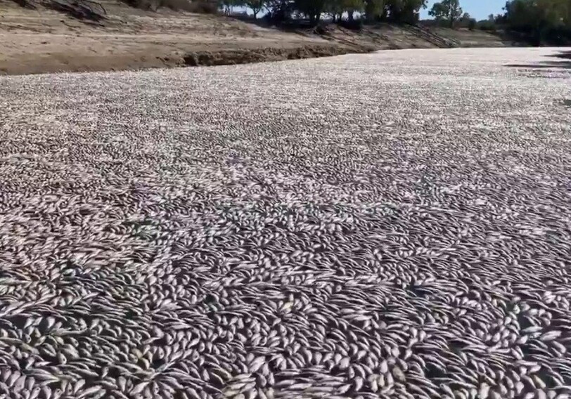 В Австралии миллионы мертвых рыб выбросило на берег