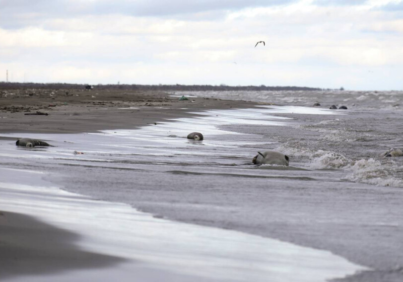 На азербайджанском побережье Каспийского моря обнаружены мертвые тюлени
