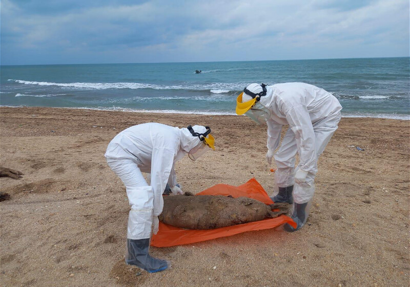 С туш тюленей, найденных в азербайджанском секторе Каспийского моря, взяты пробы (Фото)