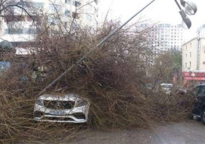 В Баку из-за упавшего дерева изменена схема движения автобусов