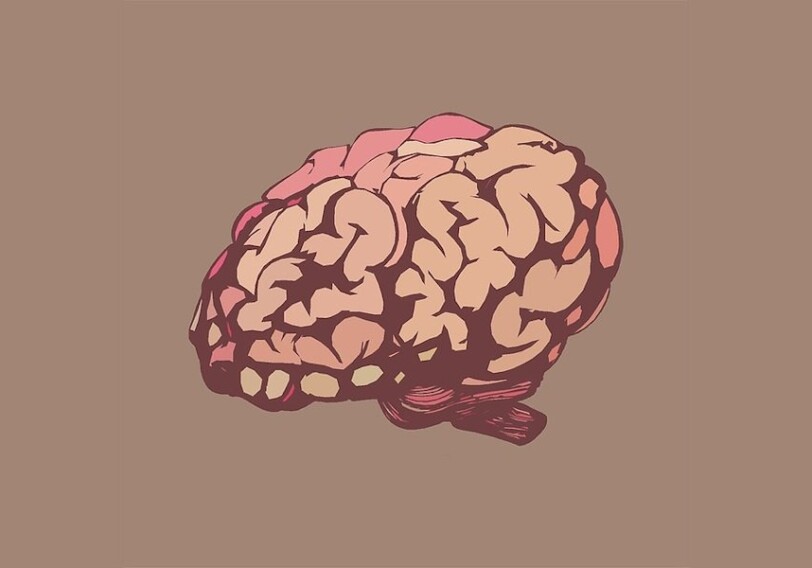 Человеческий мозг вырастили в лабораторных условиях