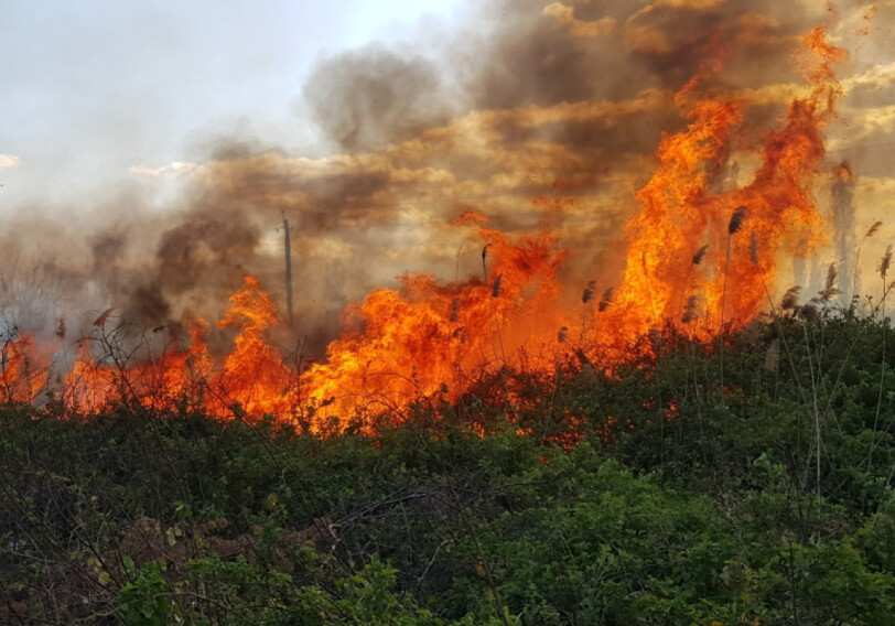 В Шабранском и Загатальском районах продолжается борьба с пожаром