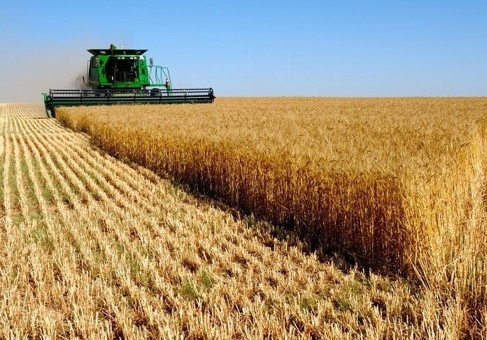 Уборка зерновых завершена на 49% посевных площадей – Минсельхоз АР