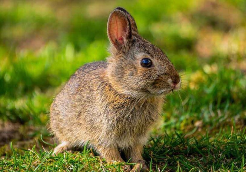 Новая технология ДНК: мыши и кролики оказались родственниками человека