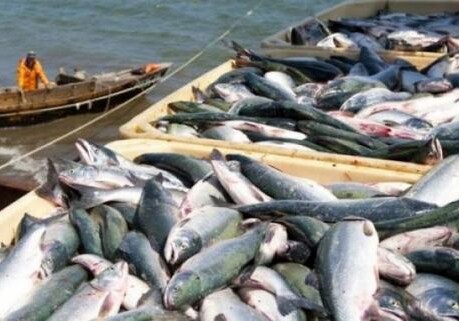 Азербайджан в 2022 году использовал квоту на вылов рыбы почти на 100%