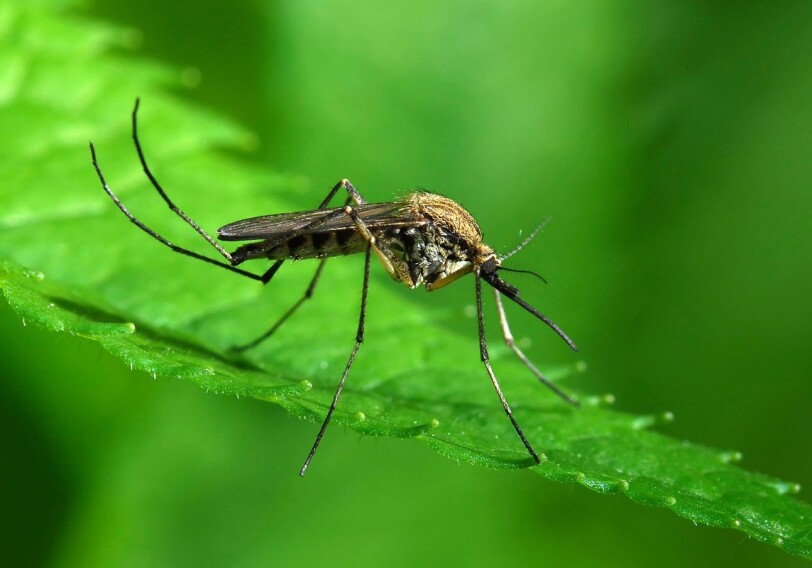 Найден древнейший комар, живший в эпоху «постапокалипсиса»