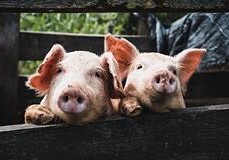 Впервые проведен полностью автоматизированный процесс клонирования свиньи