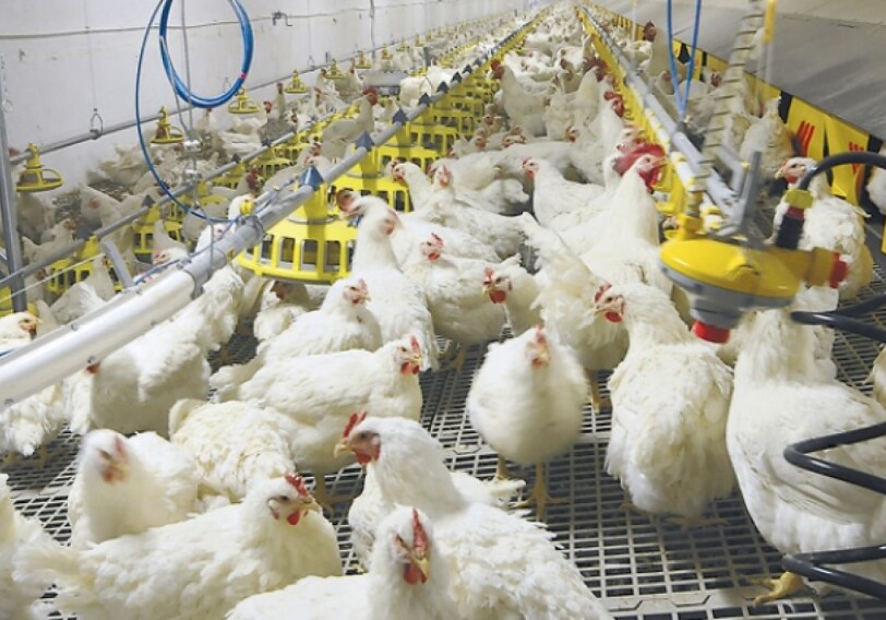 В Японии из-за вспышки птичьего гриппа  уничтожат 110 тыс. кур