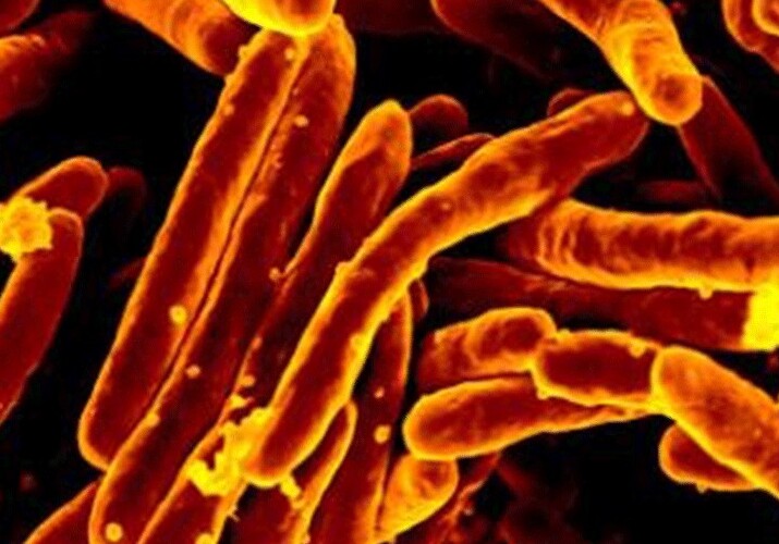 Открыт антибиотик, который убивает только бактерии возбудителя туберкулеза