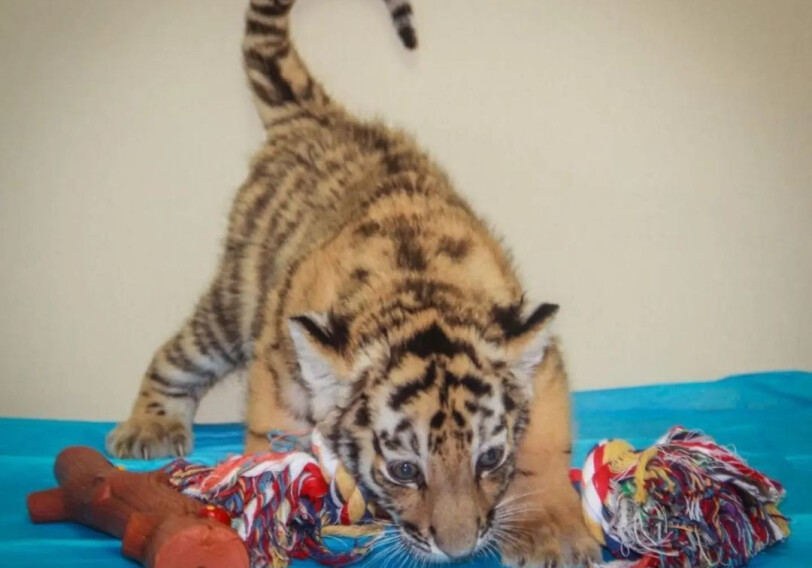 В Бакинском зоопарке родился тигренок - Лейла Алиева поделилась снимками (Фото)