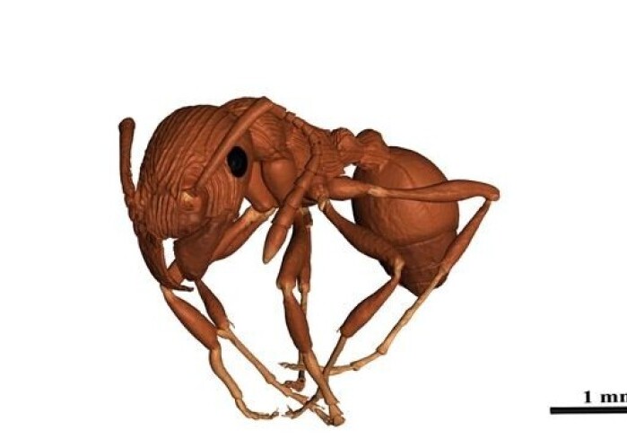 Останки древнейшего муравья нашли в балтийском янтаре