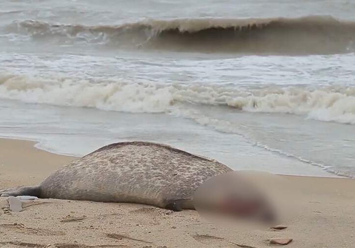 Около 700 мертвых тюленей обнаружили на берегу Каспия