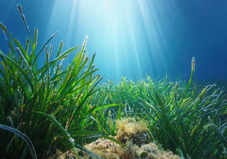 На морском дне найдены огромные запасы сахара