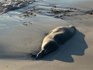 На побережье Каспийского моря обнаружили десятки мертвых тюленей (Видео) 