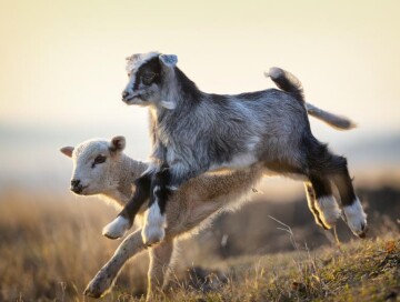 В Испании на борьбу с природными пожарами отправили 290 овец и коз