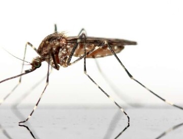 Эффективность на 95%: создана новая «защита» от комаров
