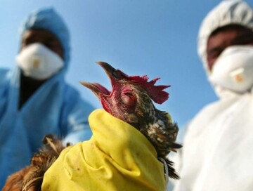 В Китае зафиксирована первая с 2015 года смерть от птичьего гриппа