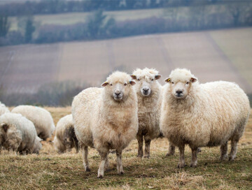 У жителя Баку похитили 15 овец