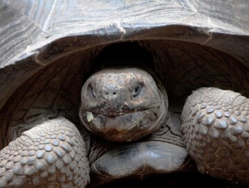 На Галапагосах нашли черепаху, считавшуюся вымершей более ста лет