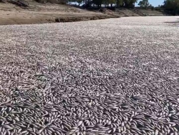 В Австралии миллионы мертвых рыб выбросило на берег