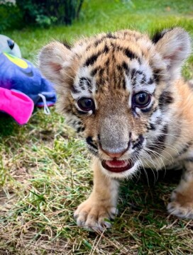 В Бакинском зоологическом парке родился второй тигренок-самка (Фото)