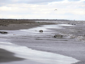 На азербайджанском побережье Каспийского моря обнаружены мертвые тюлени
