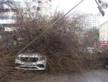 В Баку из-за упавшего дерева изменена схема движения автобусов