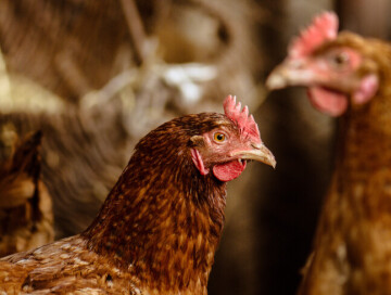В Японии уничтожат 84 тыс. кур из-за вспышки птичьего гриппа