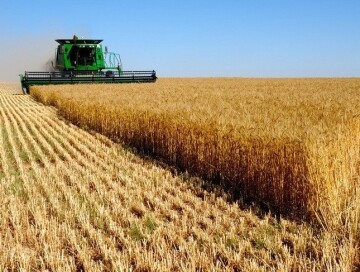 Уборка зерновых завершена на 49% посевных площадей – Минсельхоз АР