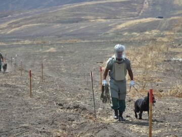В Азербайджан доставлены еще пять собак-миноискателей